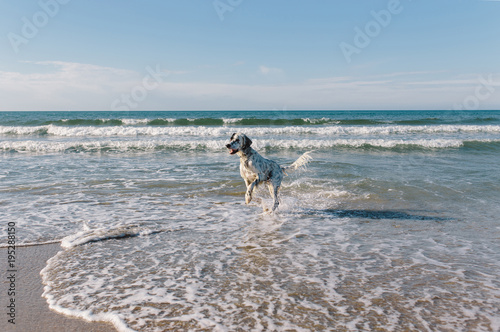 beautiful white wet dog runs among the sea waves