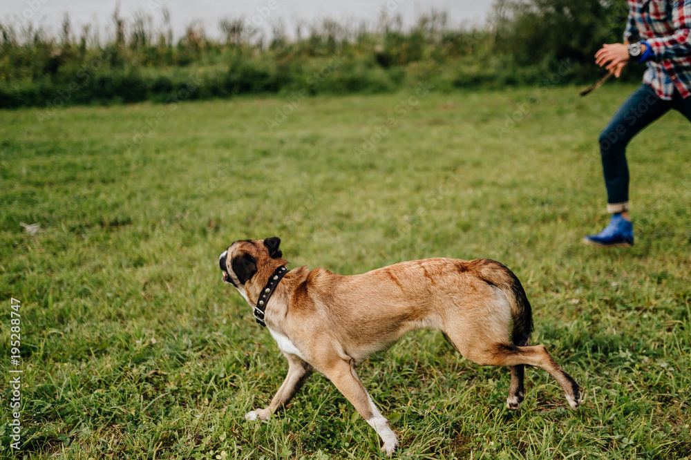 Adult stylish man playing with loving pet. Family outdoor. Animal lover. Happy dog enjoying freedom. Terrier breeding puppy have fun with owner. Furry crazy canine training at nature. Friends together Adult stylish man playing with loving pet. Family outdoor. Animal lover. Happy dog enjoying freedom. Terrier breeding puppy have fun with owner. Furry crazy canine training at nature. Friends together