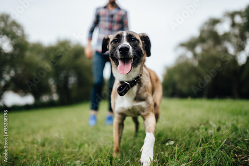 Adult stylish man playing with loving pet. Family outdoor. Animal lover. Happy dog enjoying freedom. Terrier breeding puppy have fun with owner. Furry crazy canine training at nature. Friends together