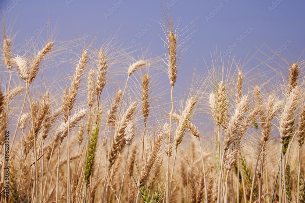Ripe barley on the field in early summer and sunny day Ripe barley on the field in early summer and sunny day