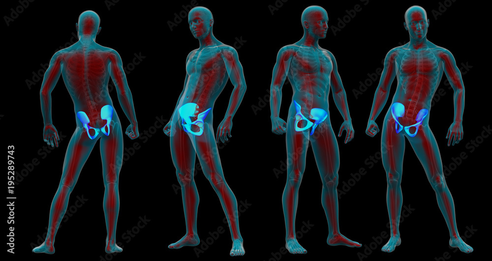 3d rendering medical illustration of the pelvis bone 3d rendering medical illustration of the pelvis bone