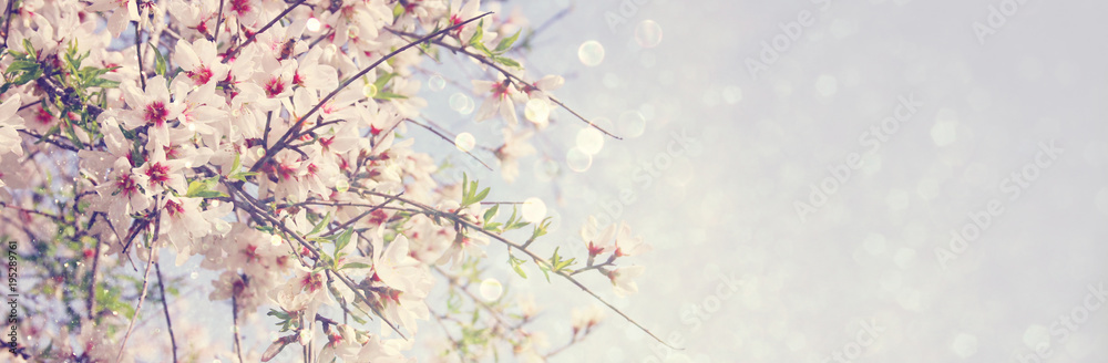 Naklejka premium website banner background of of spring white cherry blossoms tree. selective focus.