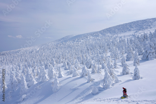 Obraz na plátně Snow Monsters of Mt.Zao in Yamagata, Japan