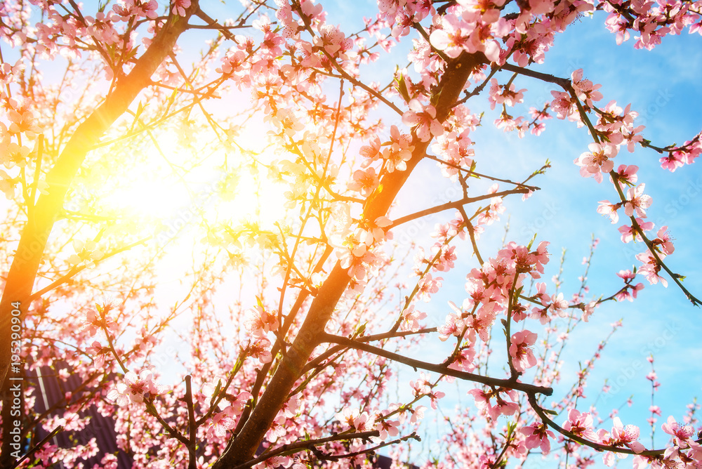 Blooming cherry tree branches against