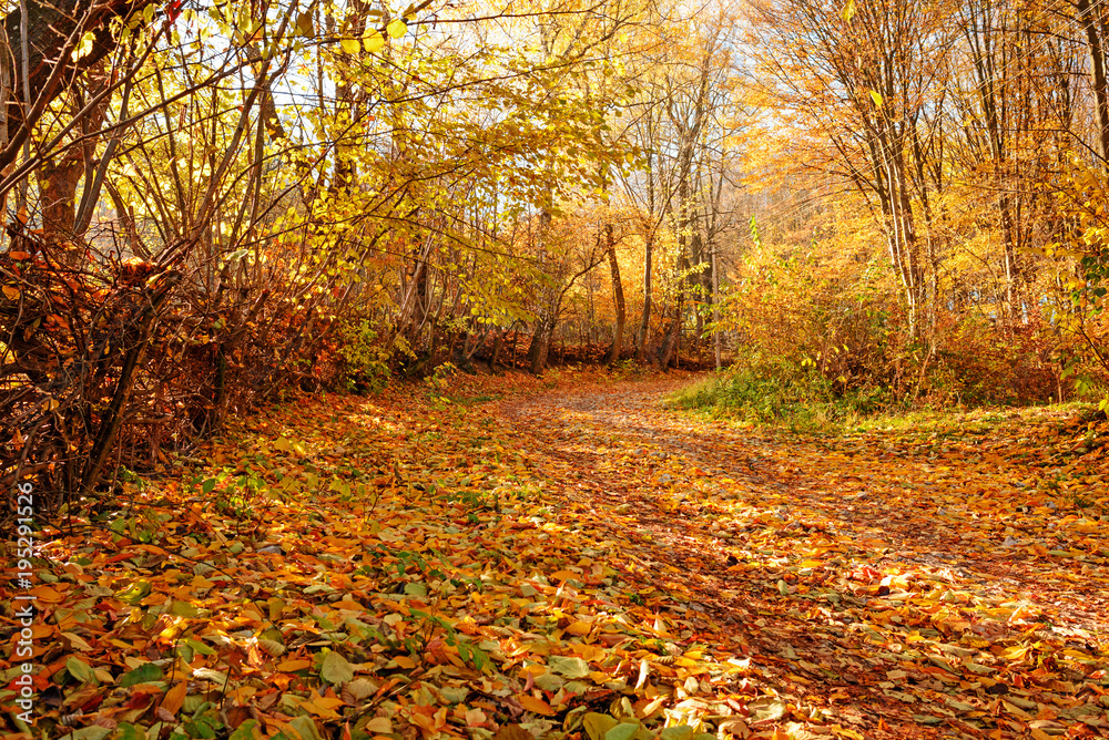landscape of bright sunny autumn forest with orange foliage and trail