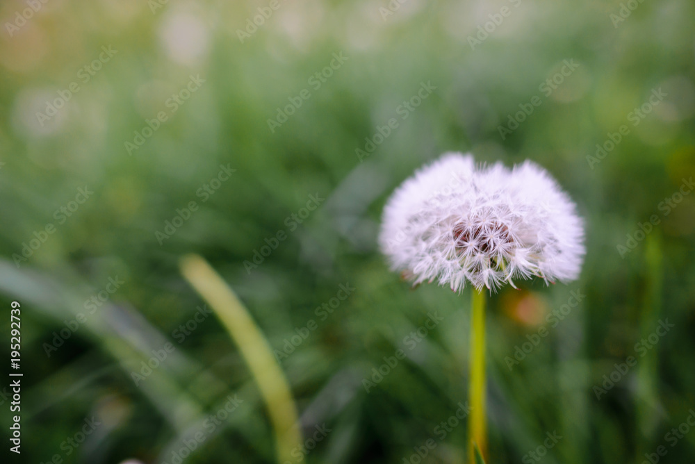 Air dandelions on a green field. Spring Air dandelions on a green field. Spring