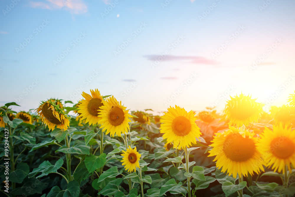 Fototapeta premium A plantation of beautiful yellow-green sunflowers after sunset at twilight against a beautiful light sky with fluffy clouds