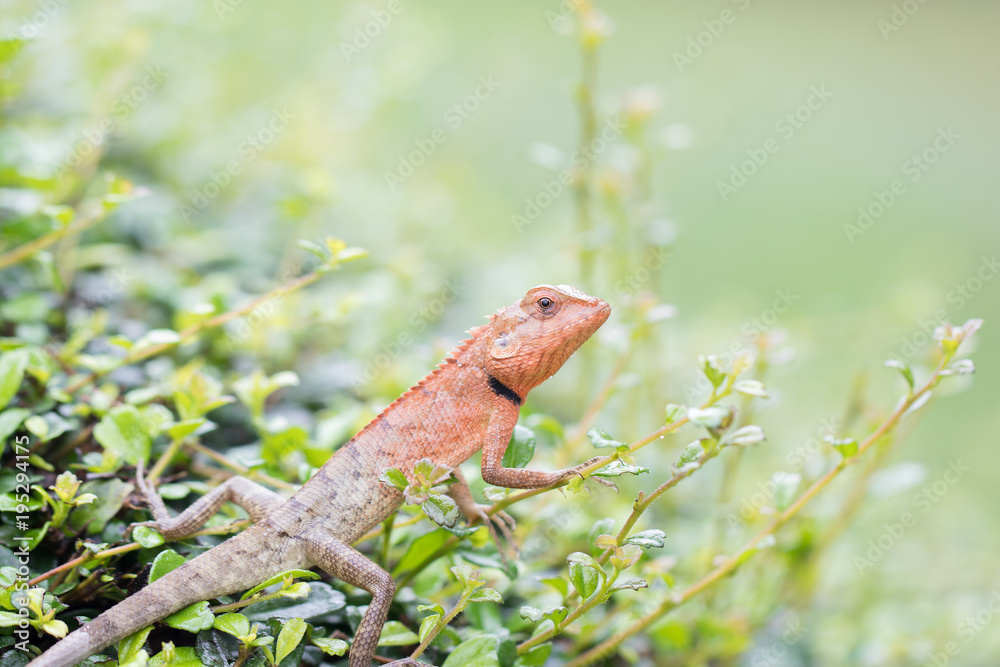 Thai Chameleon on the tree with blur natural green background. It can change colors and live by the bushes. Soft focus. Thai Chameleon on the tree with blur natural green background. It can change colors and live by the bushes. Soft focus.
