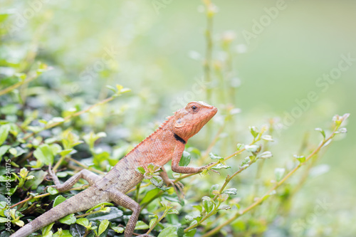 Thai Chameleon on the tree with blur natural green background. It can change colors and live by the bushes. Soft focus.