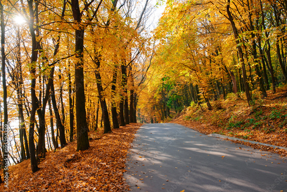 Bright and scenic landscape of new road across auttumn trees with fallen orange and yellow leaf Bright and scenic landscape of new road across auttumn trees with fallen orange and yellow leaf