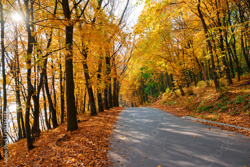 Bright and scenic landscape of new road across auttumn trees with fallen orange and yellow leaf