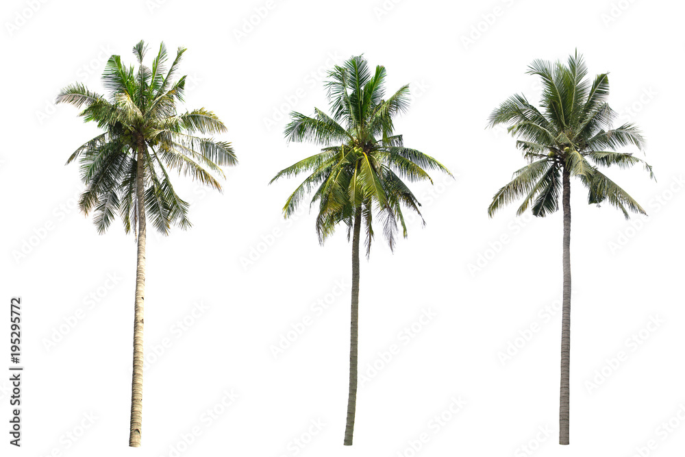 collection Three Palm coconut the garden isolated on white background.
