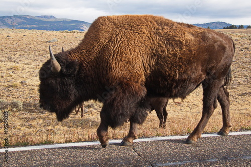 Bison at the road in Yellowstone National Park in Wyoming in the USA 