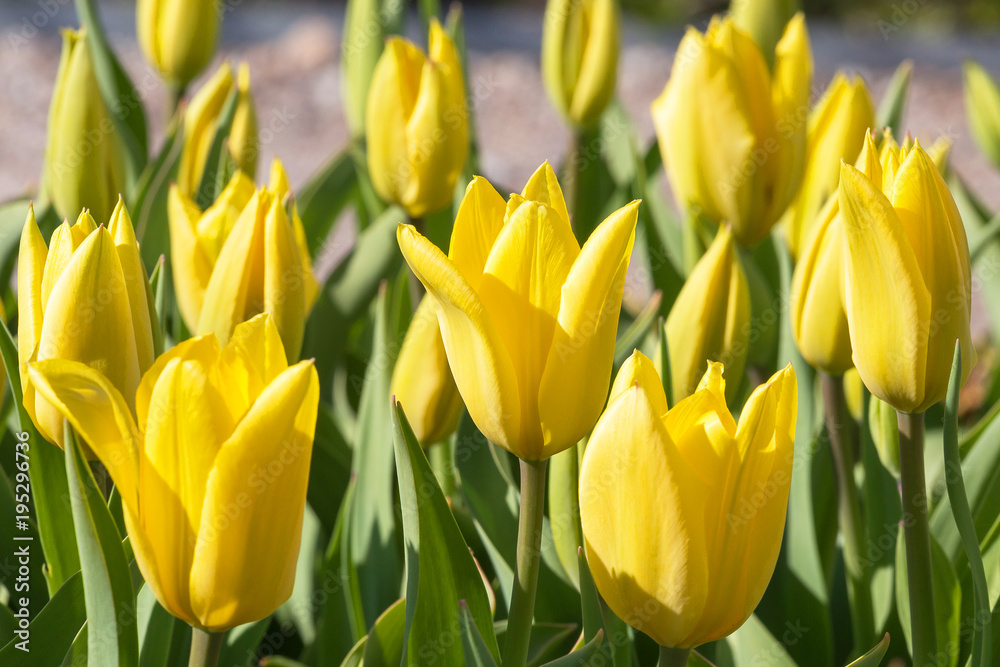 Yellow tulips. Close up. Isolated.