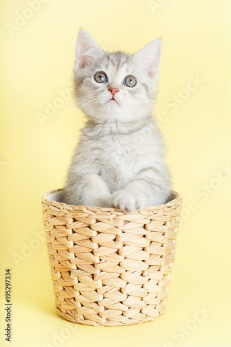 beautiful striped kitten sitting in wicker basket on yellow background