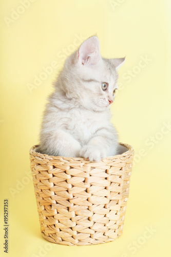 beautiful striped kitten sitting in wicker basket on yellow background © oxanakhov