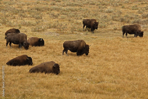 Bison herd in Yellowstone National Park in Wyoming in the USA © kstipek