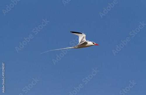 A Red-billed Tropic Bird, Phaethon aethereus, in flight isolated against blue sky, Galapagos Islands