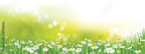 Vector nature  background, daisy  flowers field.