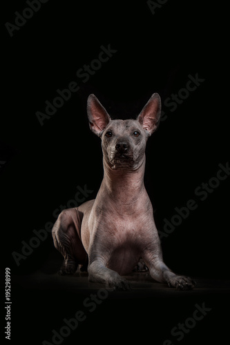 Closeup Funny Xoloitzcuintle - hairless mexican dog breed photo