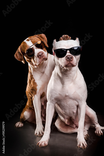 American Pit Bull Terrier and Staffordshire terrier sitting and play in front of black background photo