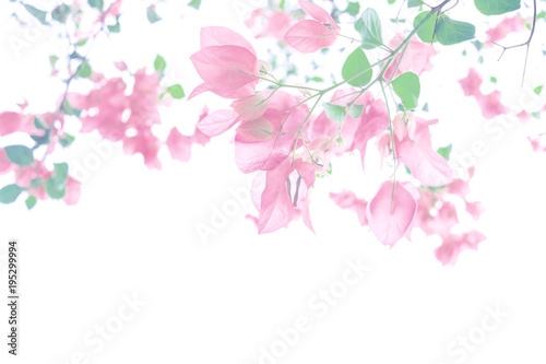 Pastel pink bougainvillea blooming and white background