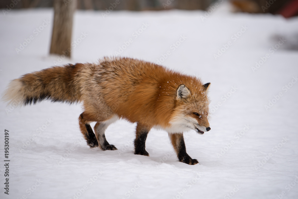 Naklejka premium キツネ