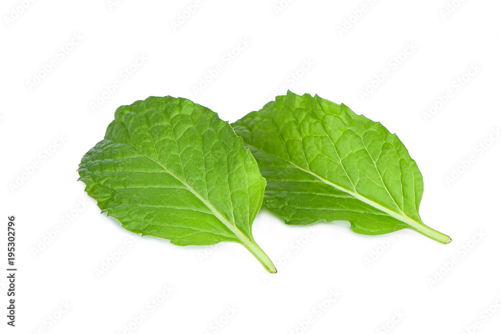 fresh mint leaf isolated on white background fresh mint leaf isolated on white background