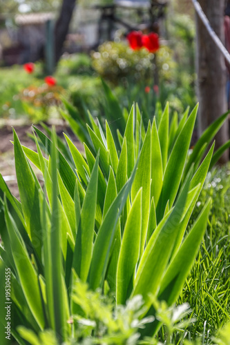 Fototapeta Naklejka Na Ścianę i Meble -  Green leaves in garden in sunlight in spring
