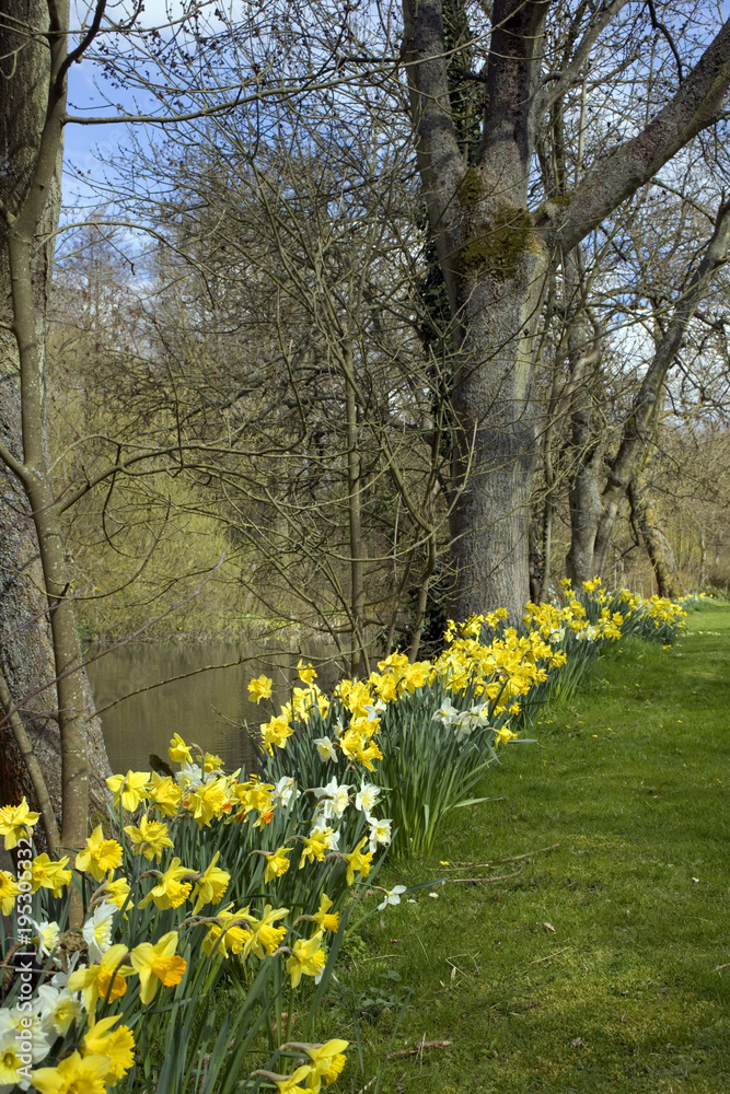 Fototapeta premium Row of spring daffodils lining the side of a pond