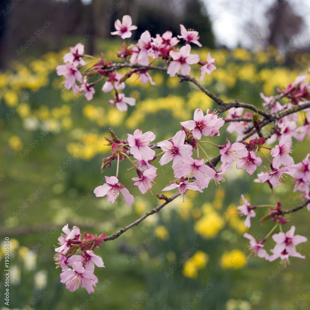 Pink spring tree blossom with blurred daffodils beyond