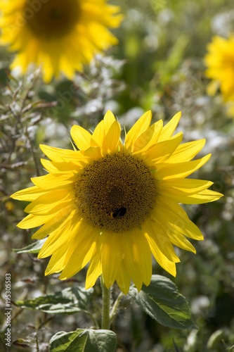 Sunflowers on the edge of a field of sunflowers