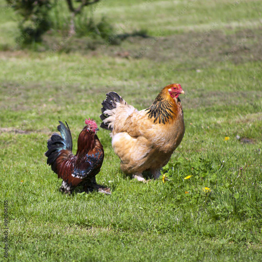 Fototapeta premium Two colourful free range chickens strutting around