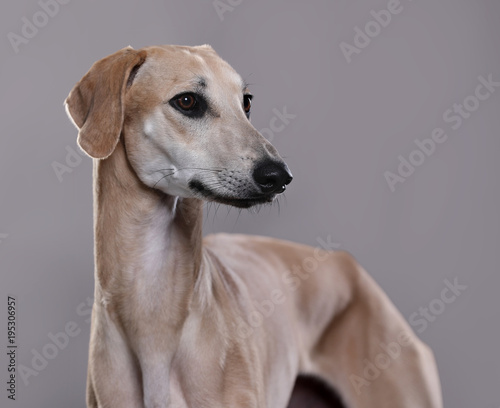 dog sloughi , Arabian Greyhound