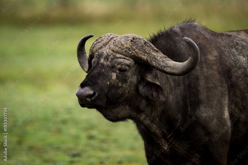 Close-up of Cape buffalo standing in grassland