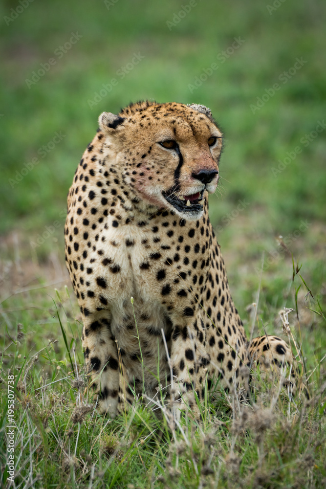 Cheetah sitting with turned head on grassland Cheetah sitting with turned head on grassland