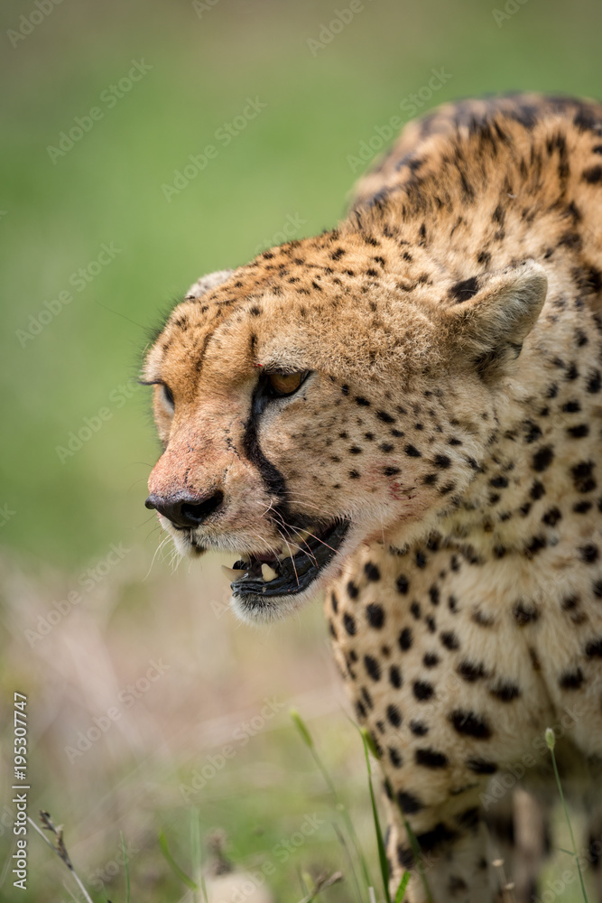 Cheetah standing in grass with mouth open Cheetah standing in grass with mouth open