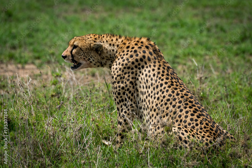 Fototapeta premium Cheetah sitting on grassy plain stretching forward