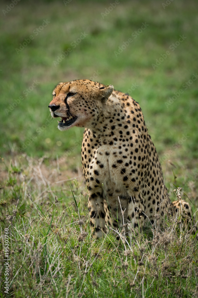 Cheetah sitting in grass with mouth open Cheetah sitting in grass with mouth open
