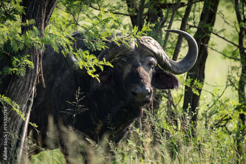 Cape buffalo staring at camera from trees Cape buffalo staring at camera from trees