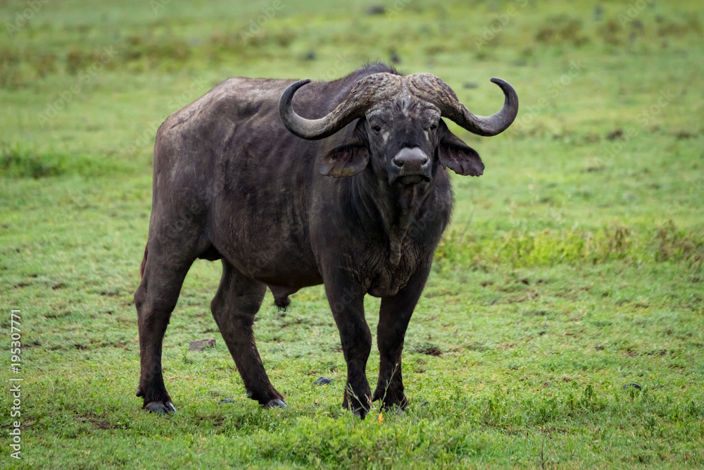 Cape buffalo stands in grassland facing camera Cape buffalo stands in grassland facing camera