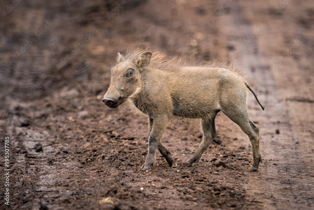 Fototapeta premium Baby warthog in profile crosses muddy track