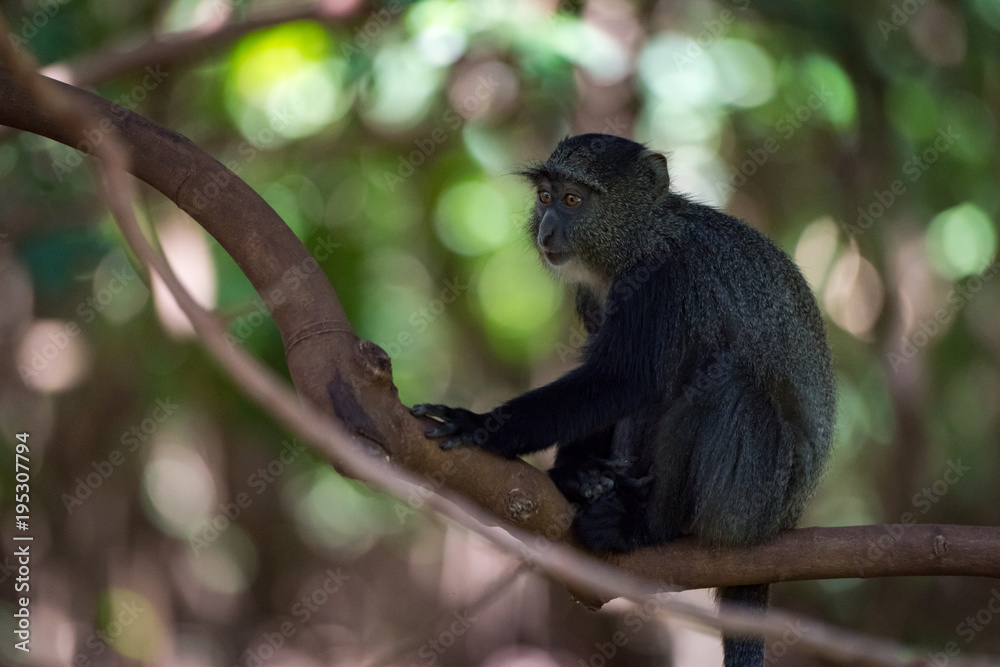 Fototapeta premium Blue monkey sitting on branch in shade