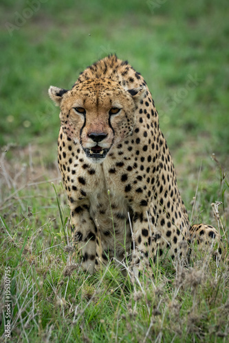 Cheetah sitting and leaning forwards on grassland