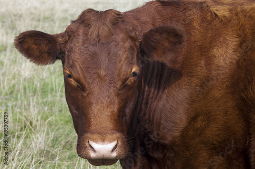 A rich red brown cow stops to look at the camera on Rodborough Common, Gloucestershire, UK