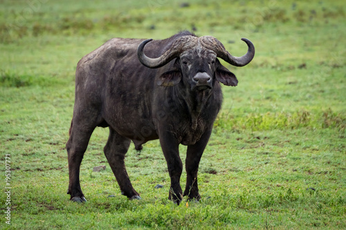 Cape buffalo stands in grassland facing camera