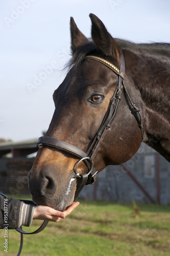 Grooms hand feeding a horse a polo mint treat