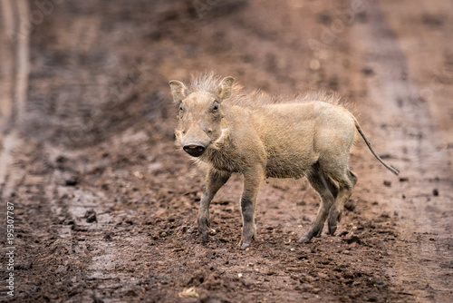 Baby warthog facing camera on muddy track