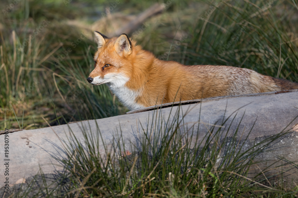 Red Fox Animal