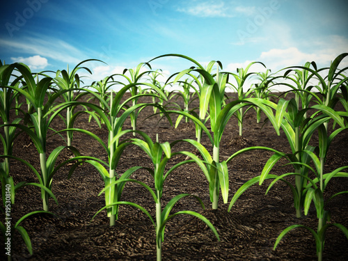 Corn field. Depth of field effect. 3D illustration